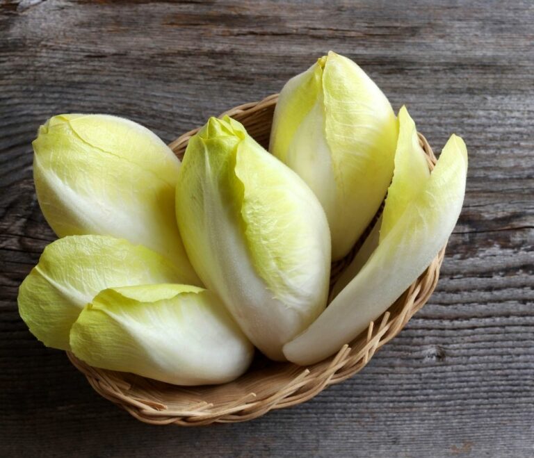 salade-dendives-vinaigres-codina-artisanat-recettes-lagrasse