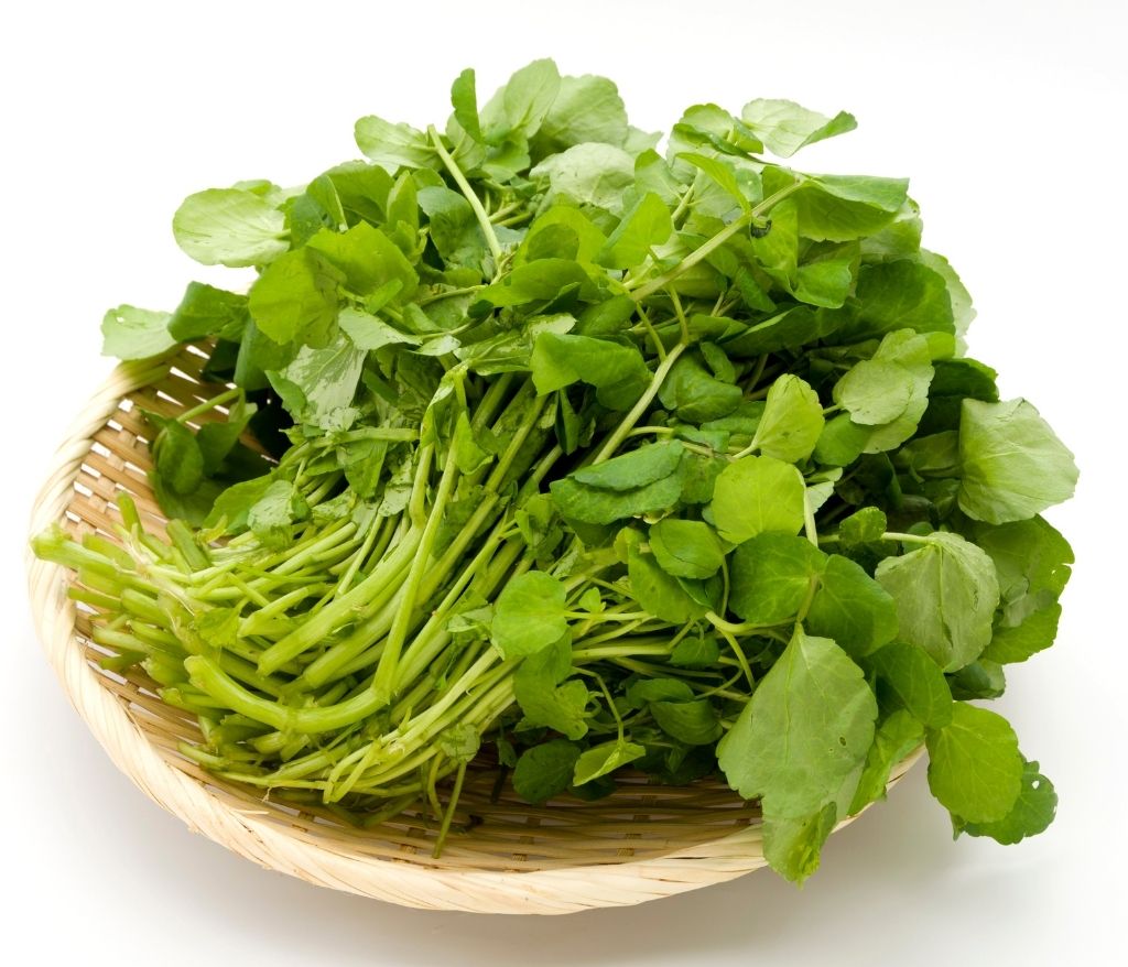 Sauce cressonnière-vinaigres-codina-artisanat-recettes-lagrasse-